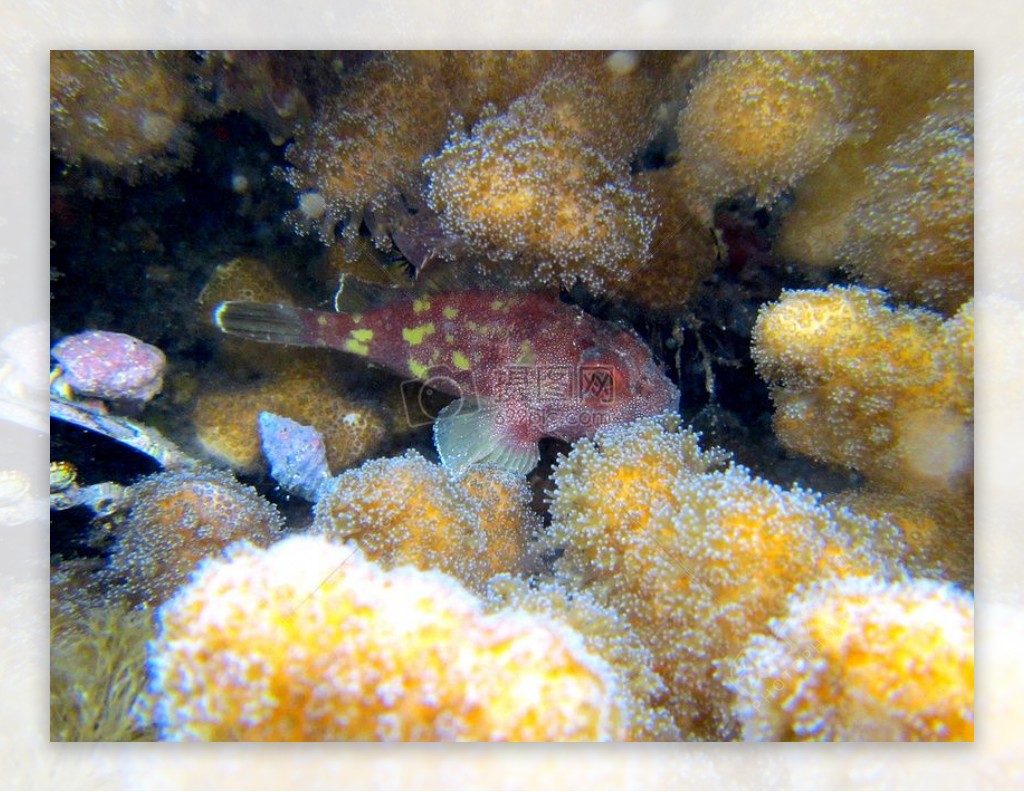 珊瑚下的小鱼