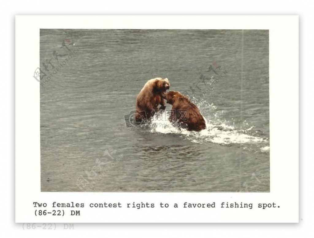 在河中打架的棕熊