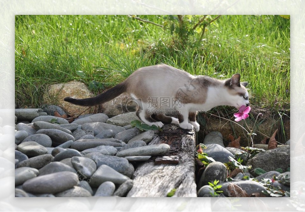 闻着小花的猫