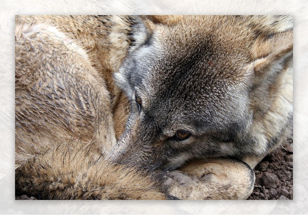 卧在地上的棕色的狼