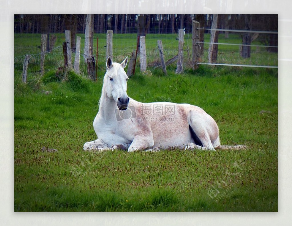 草地上的白马