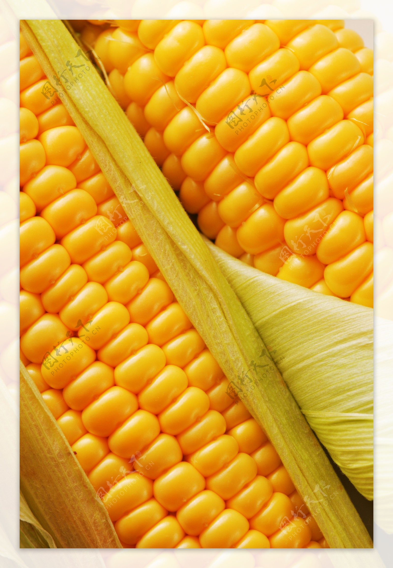金色玉米饱满颗粒特写图片