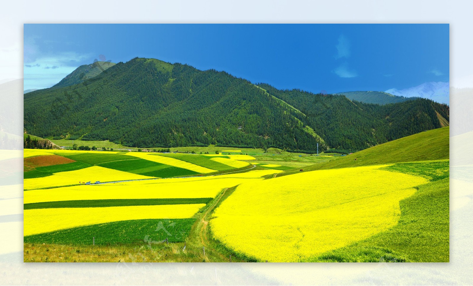 青海门源风景