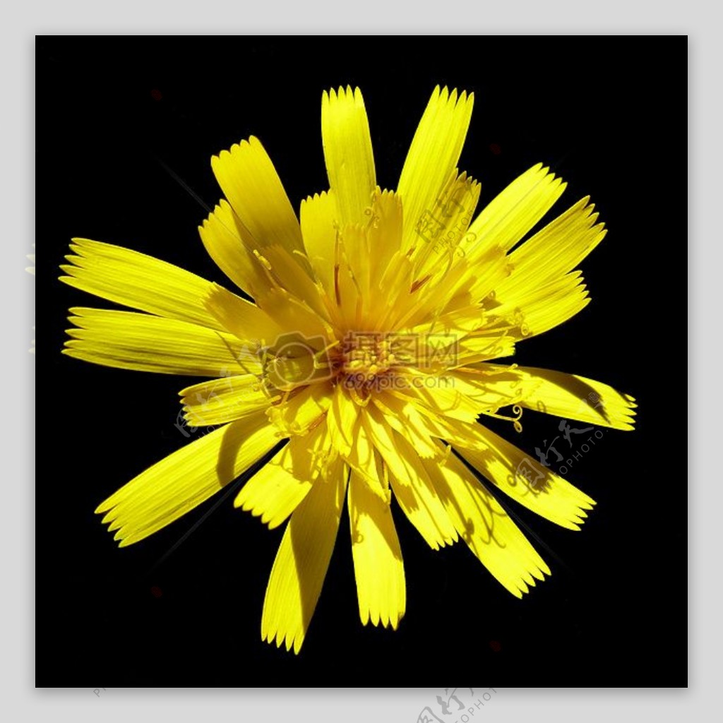 光自然花黄色春天黑色对比宏植物花瓣黄色花开花