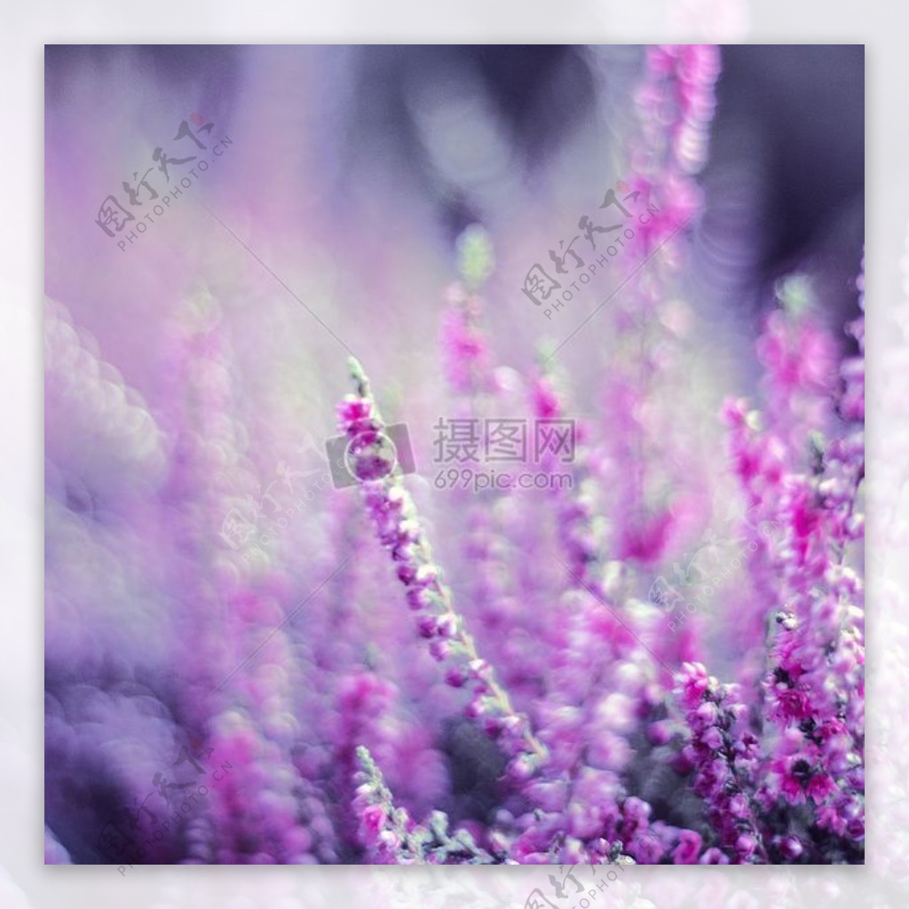 紫色的薰衣草花
