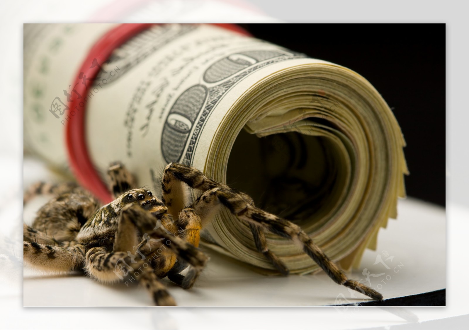 蜘蛛与钞票图片