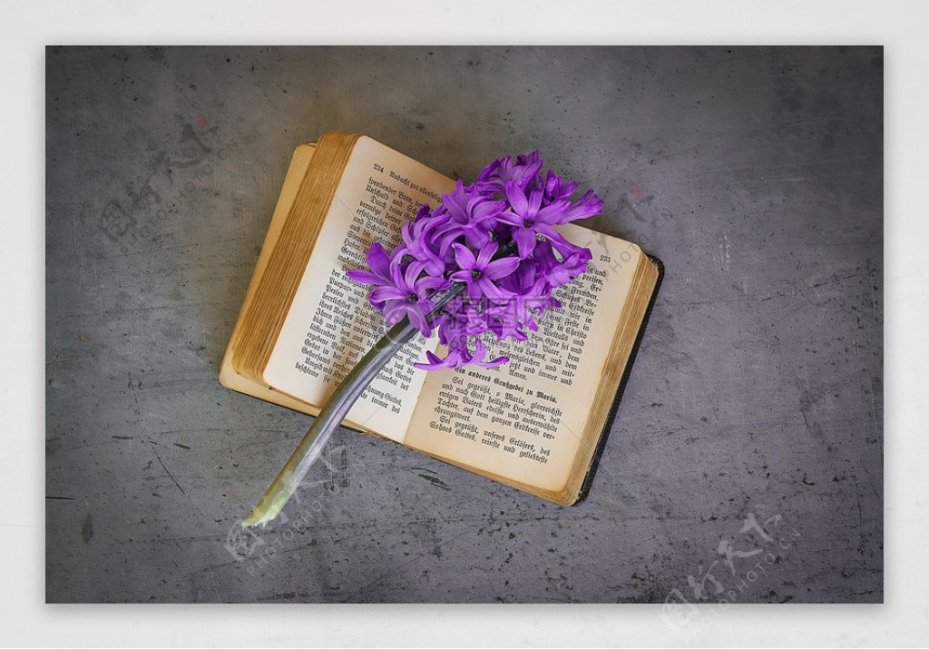 书本上的紫荆花