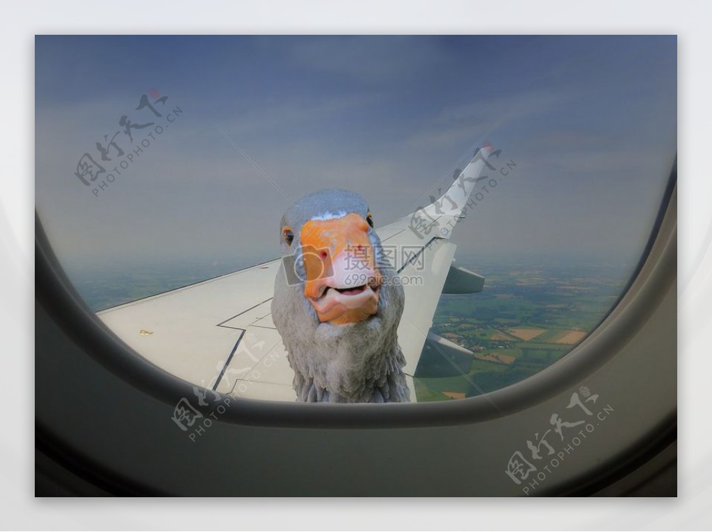 飞机外的鸭子