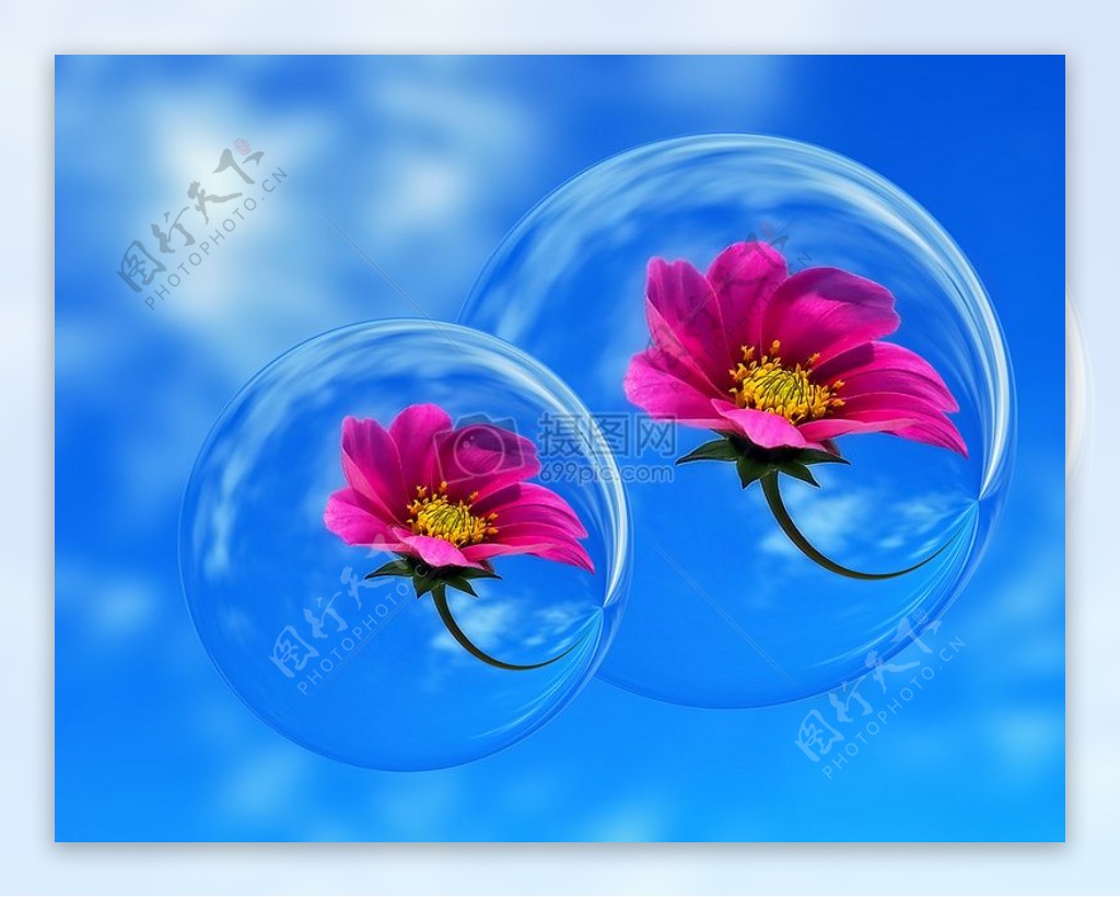 气泡中的粉红花瓣