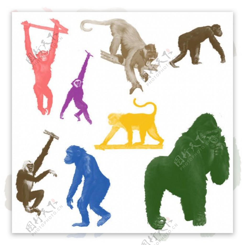 大猩猩狒狒等猿猴类PS笔刷素材