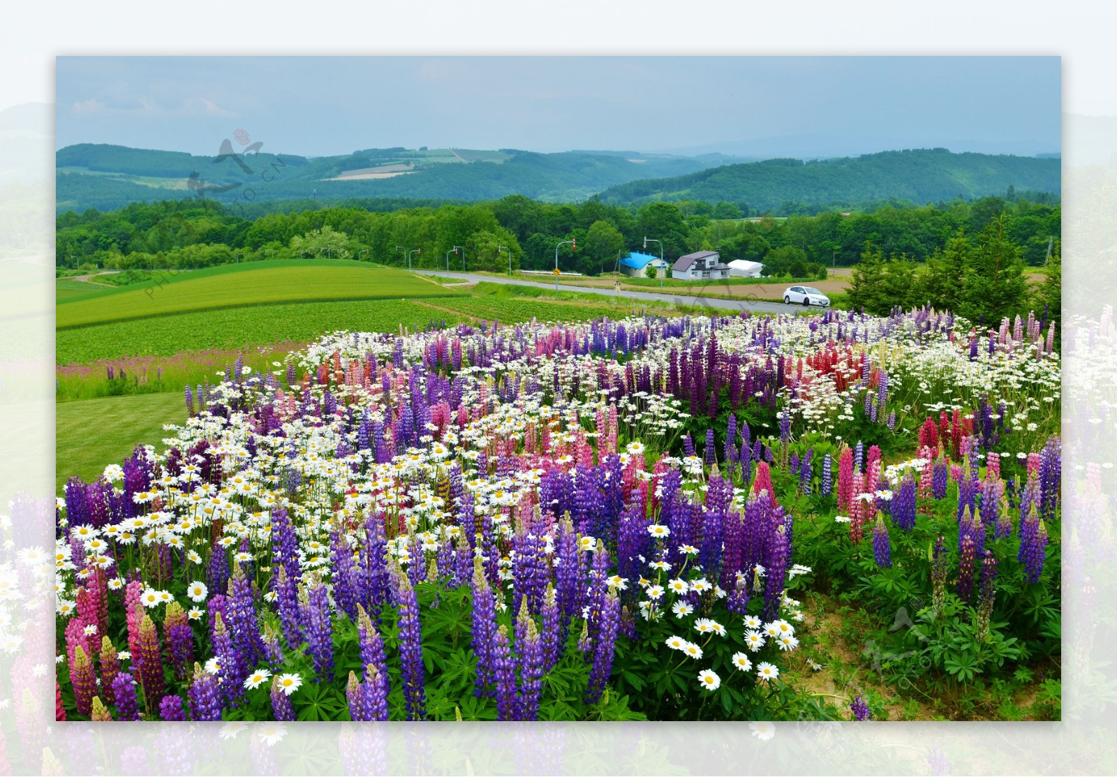 日本北海道富良野风景