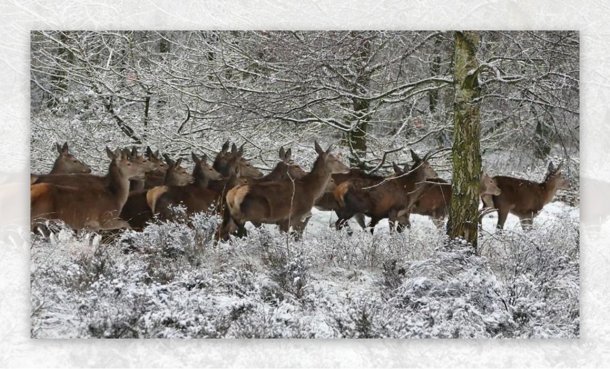 冬季雪景风景动物鹿视频