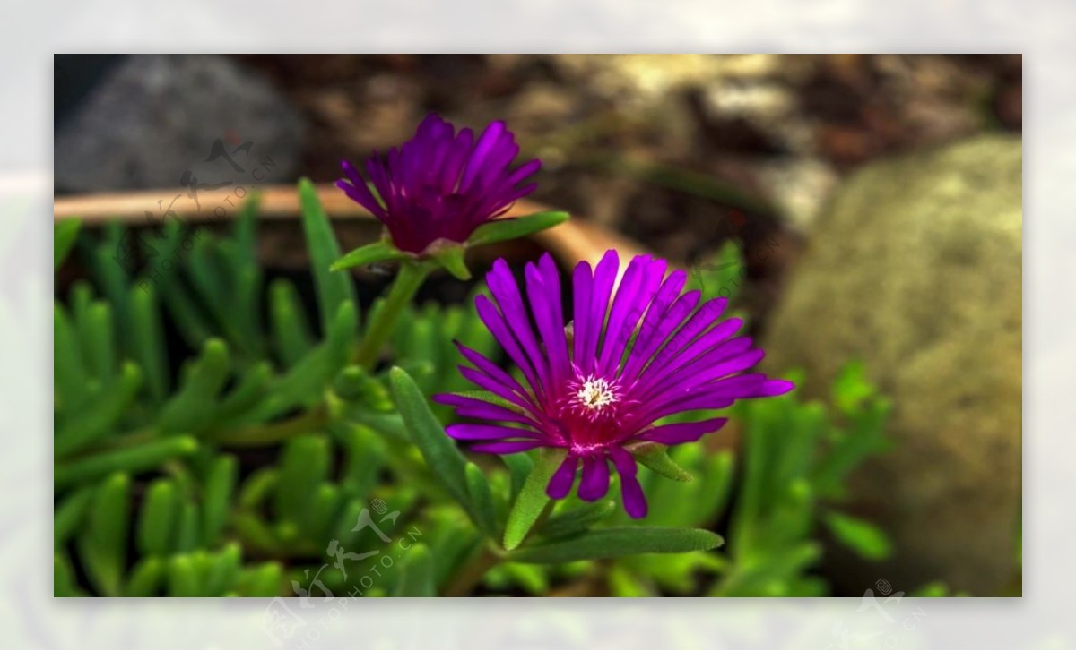 紫色花卉花朵视频
