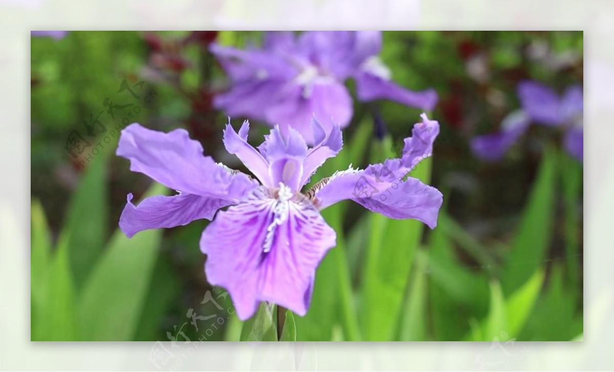 实拍兰花素材