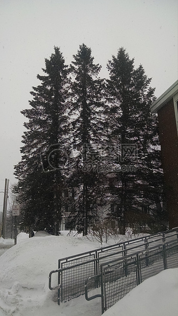 树木冬天高大巨人三松