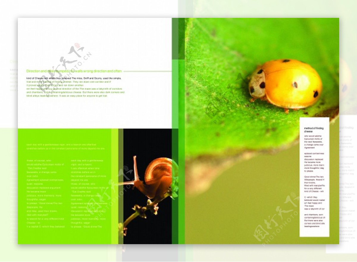 昆虫生物蜗牛画册设计画册排版