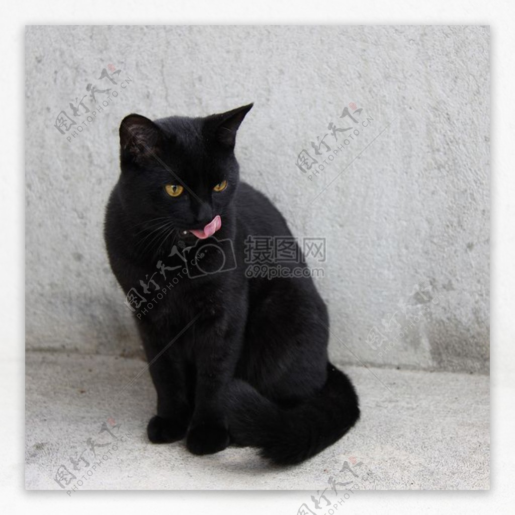 墙角的小黑猫