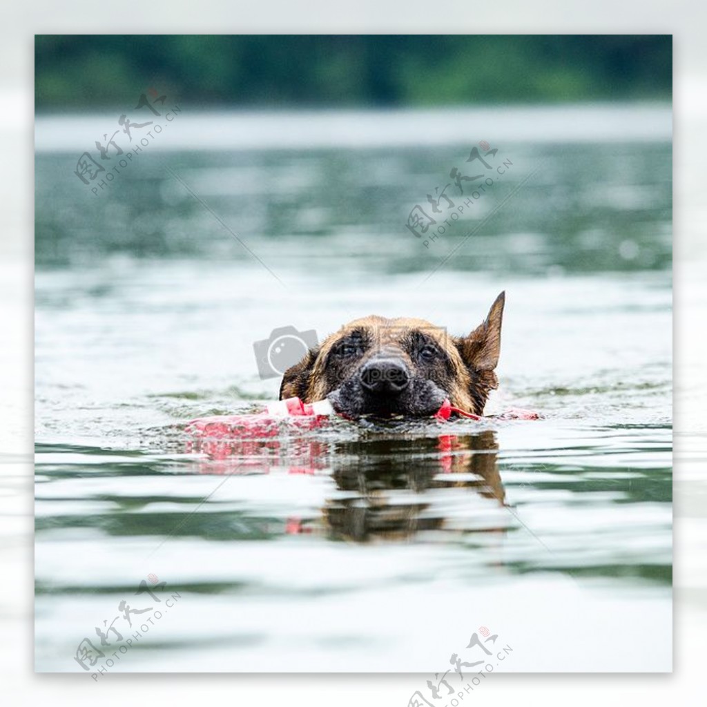 在湖中训练的猎犬