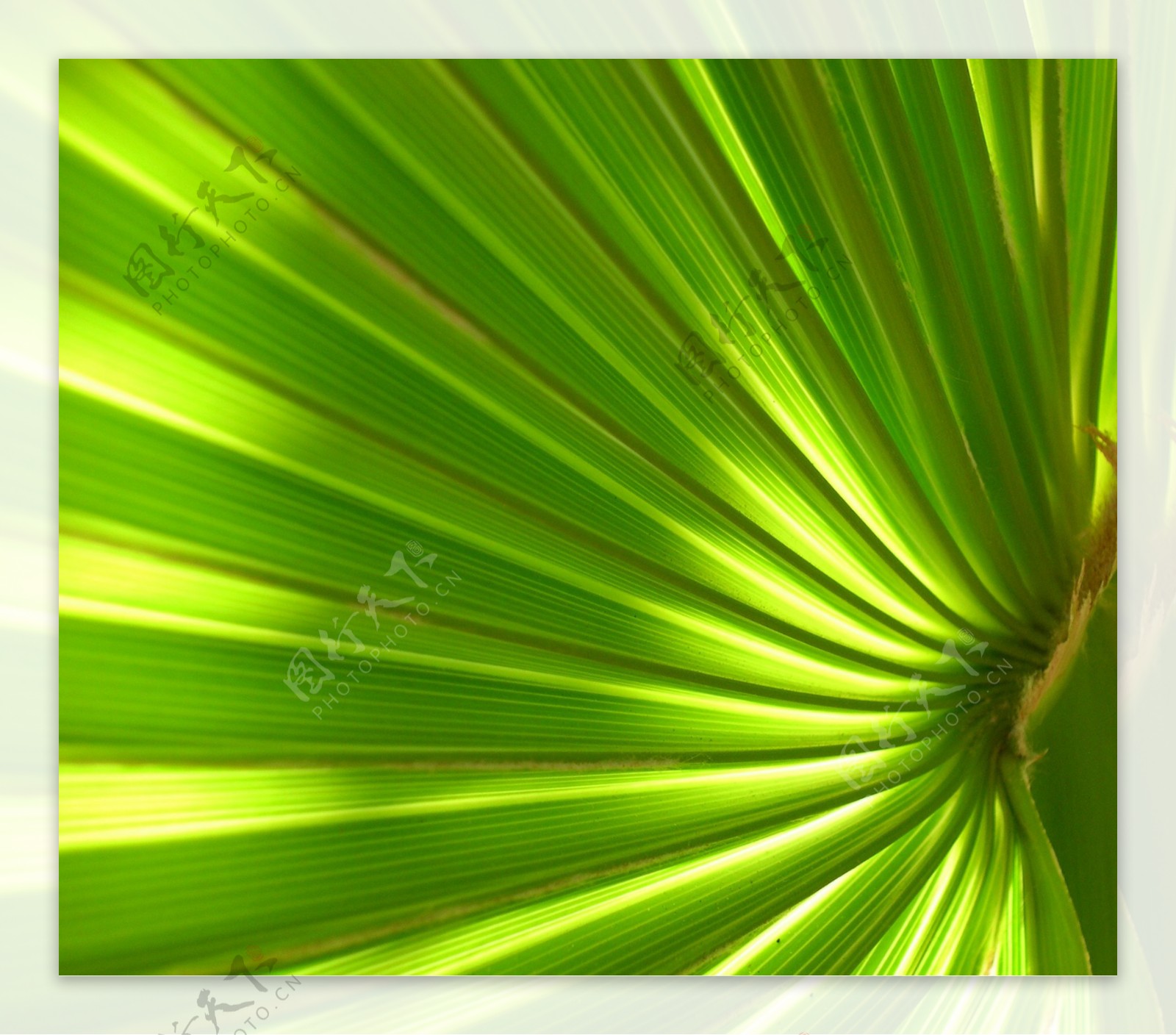 夏季椰子树高清图片