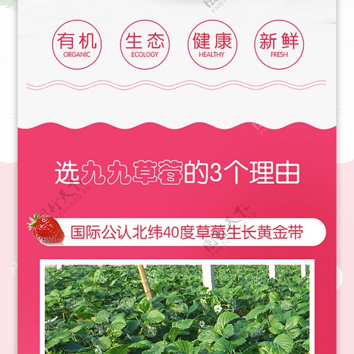 丹东九九草莓详情页