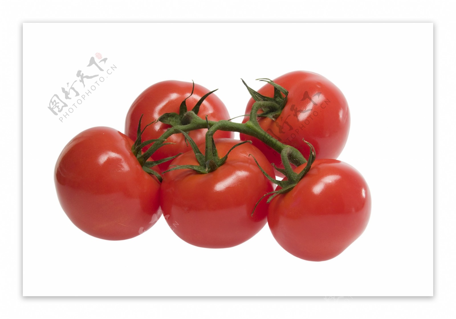新鲜的西红柿特写图片