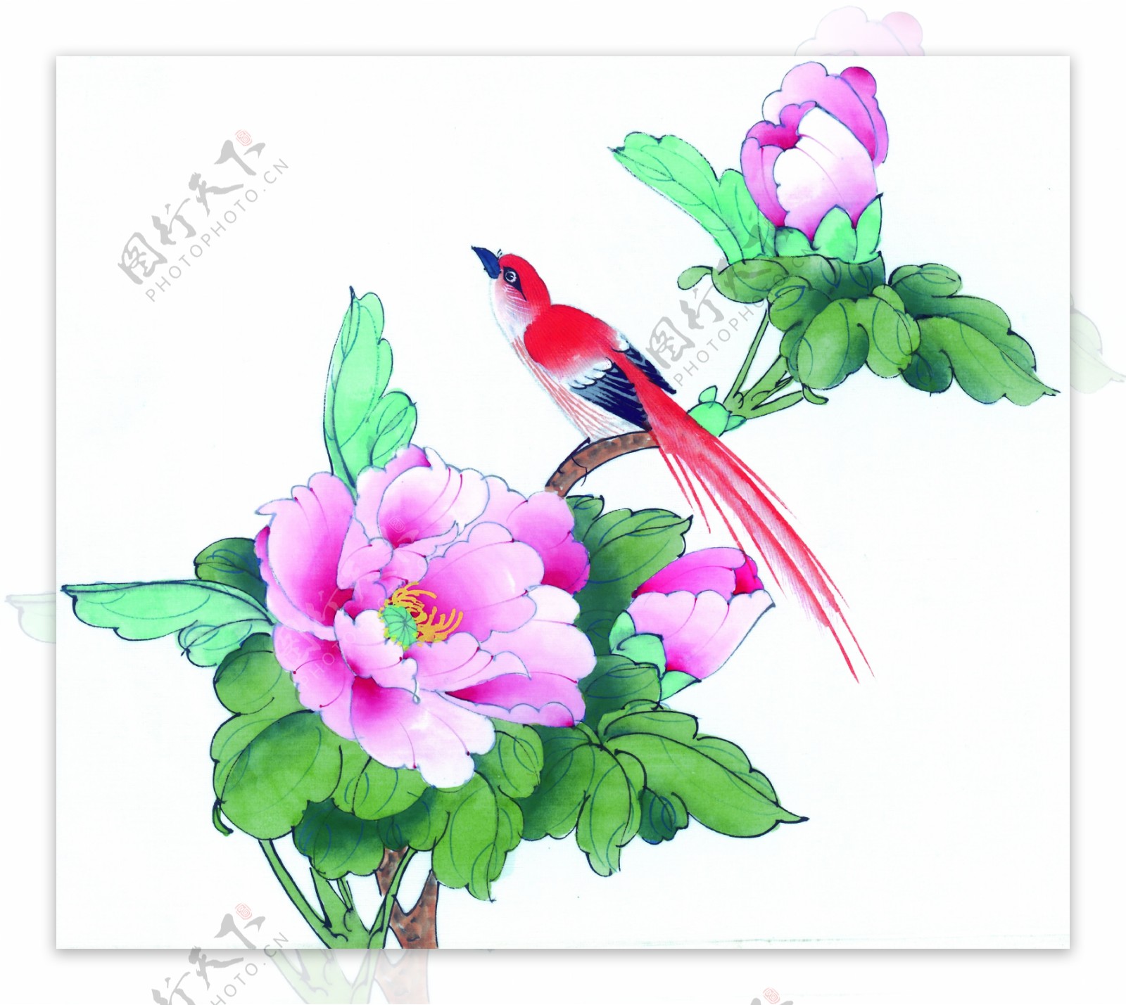 植物花卉与小鸟图片
