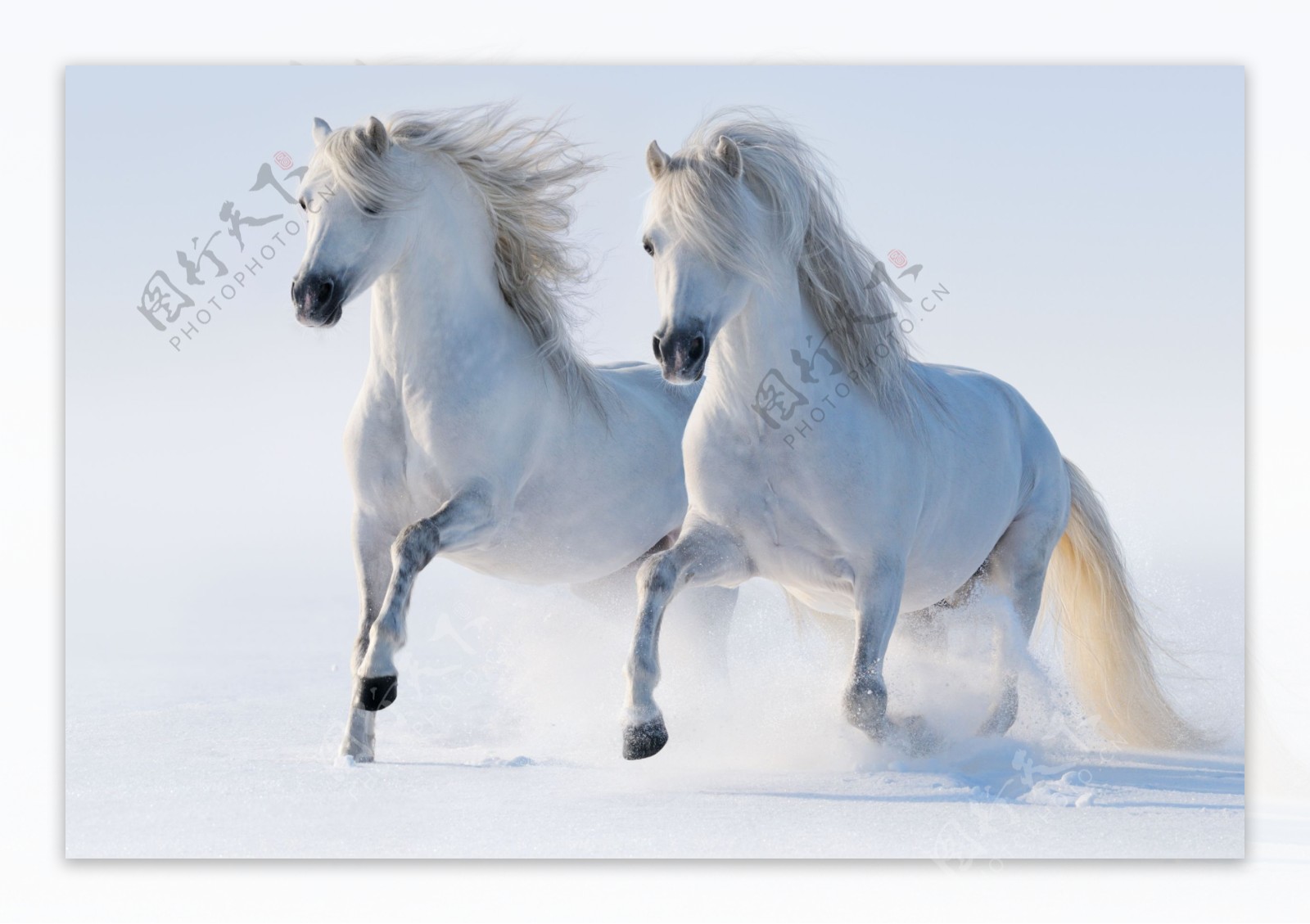 雪地上的两白马图片