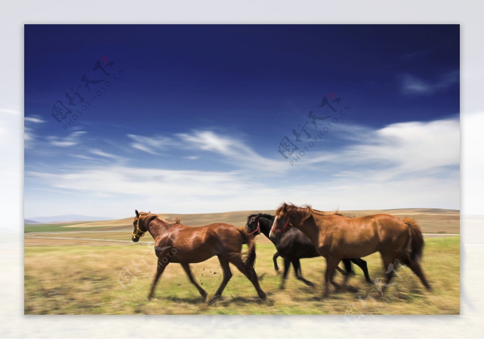 大草原上的骏马图片