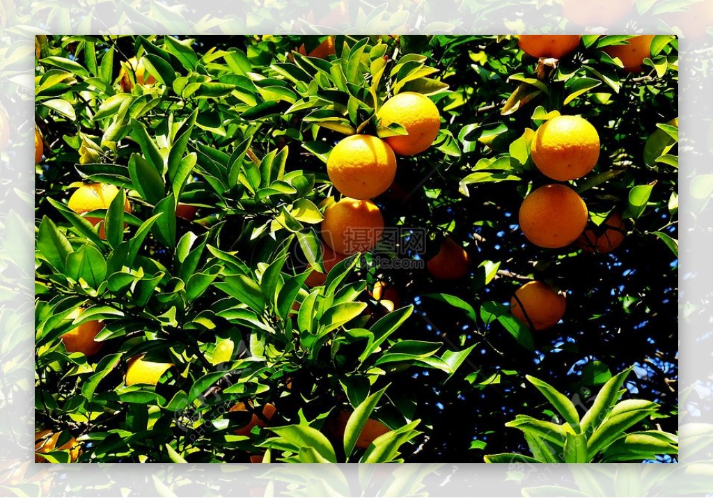 结在枝头的橙子