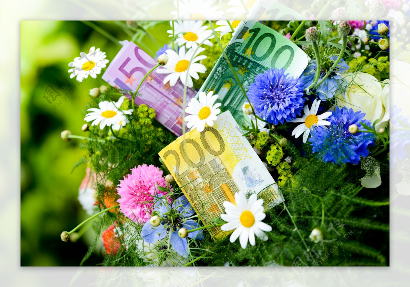 鲜花与钞票图片