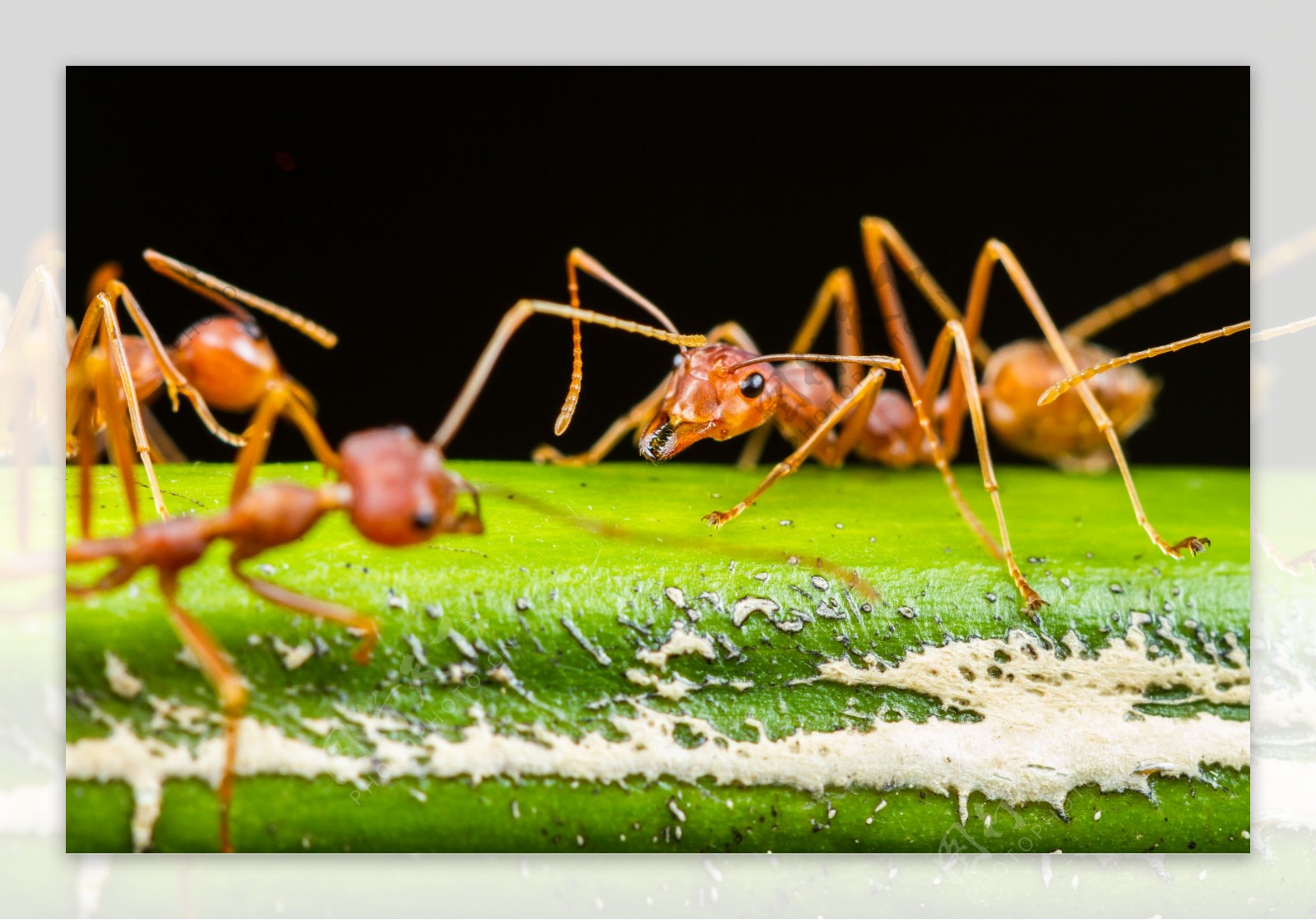 红色蚂蚁摄影图片