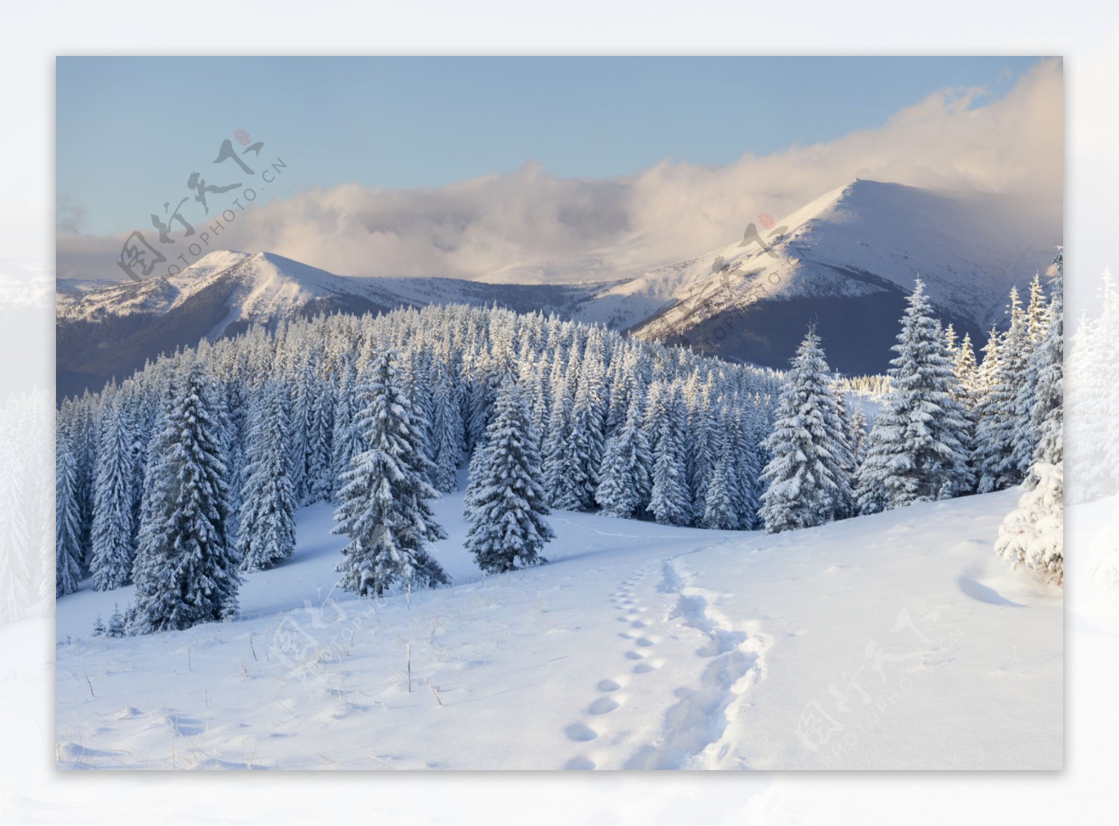 冬天山峰树木图片