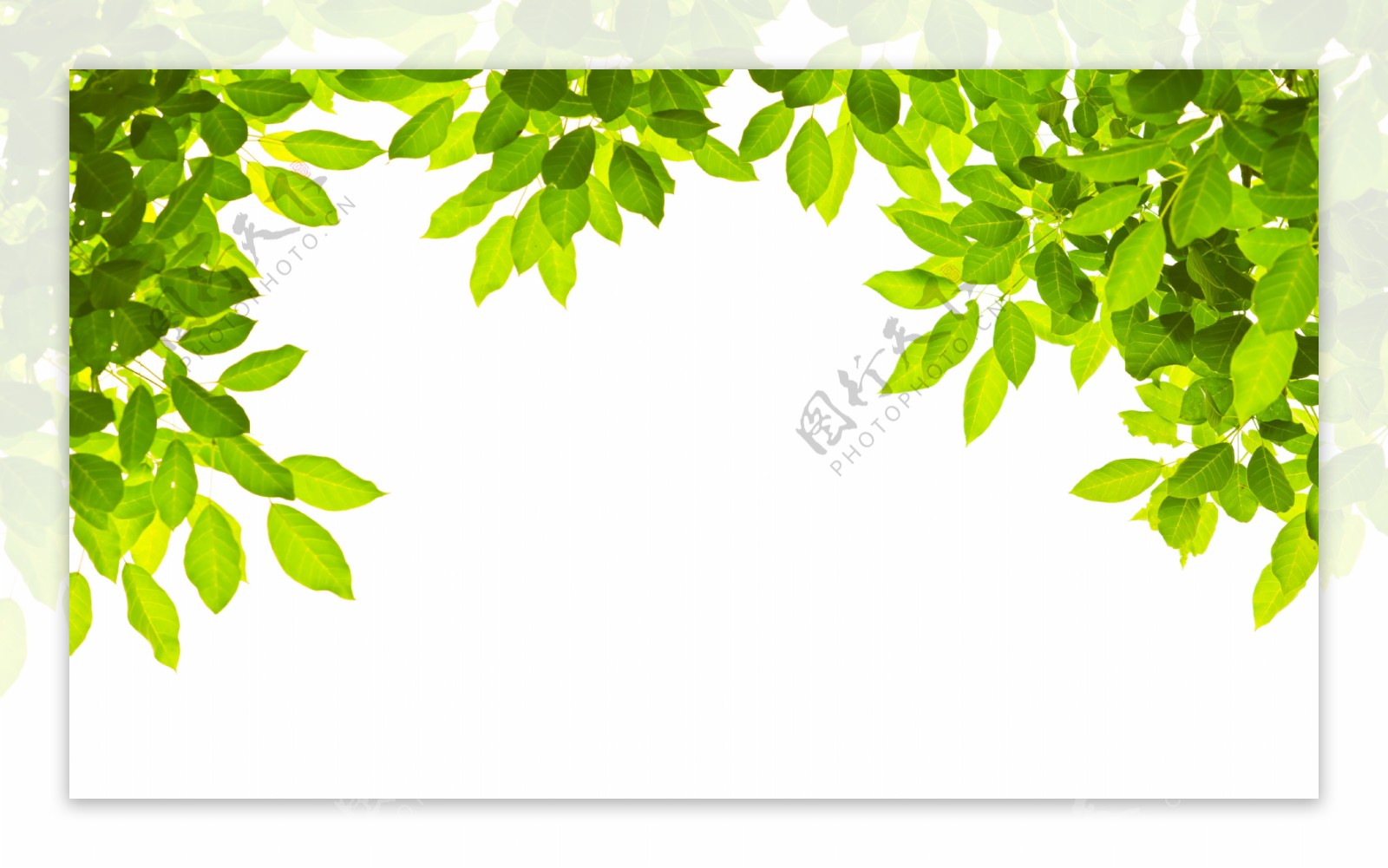 绿色树叶边框图片