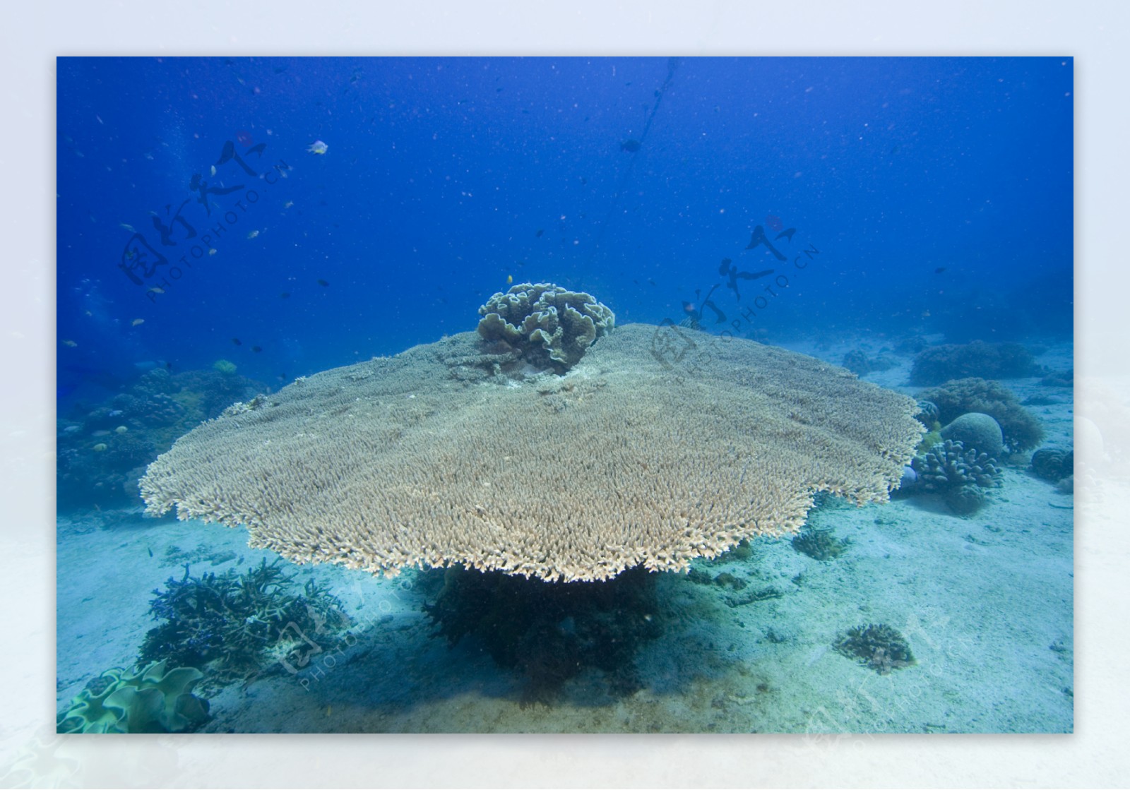 蘑菇型珊瑚礁图片
