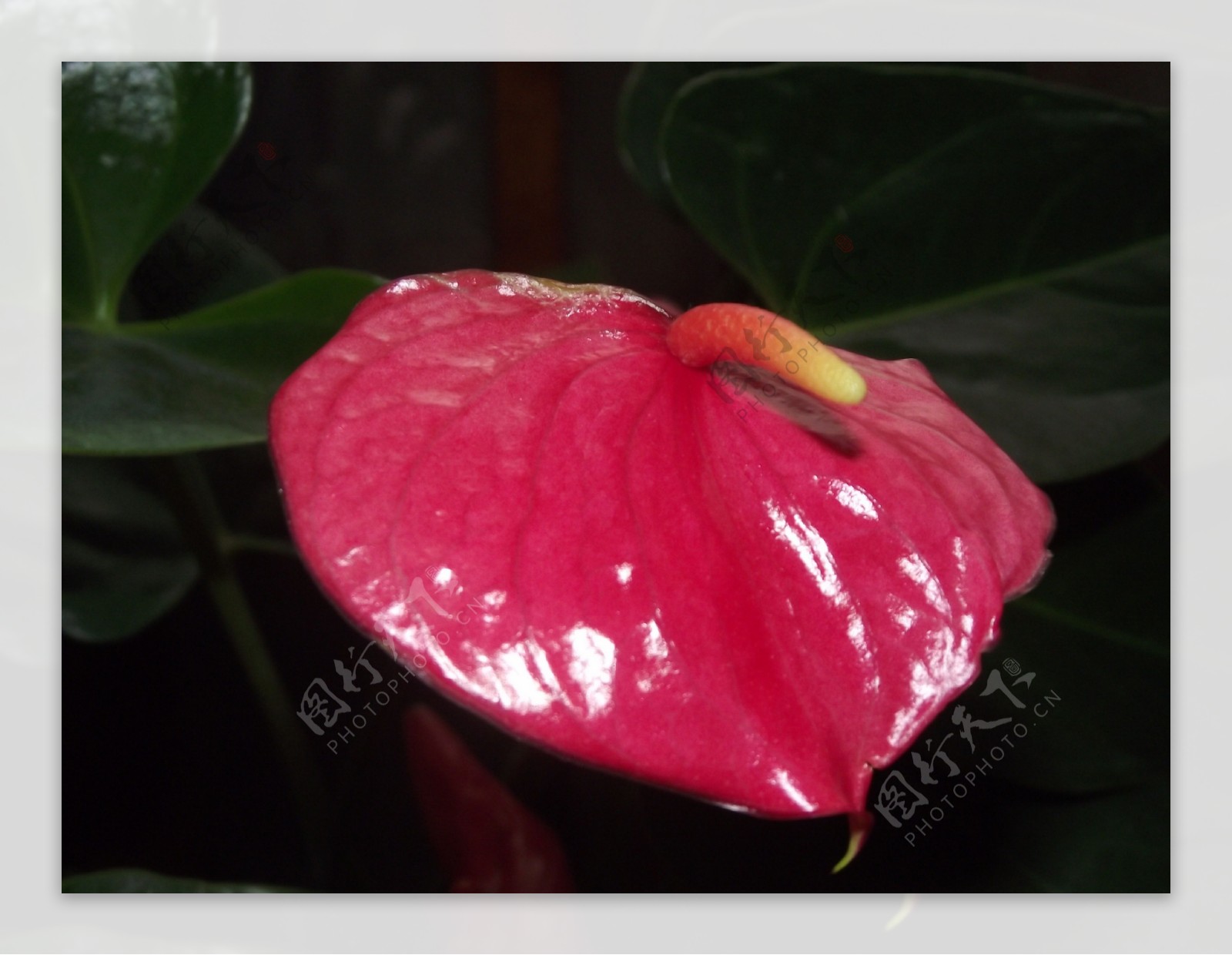 红掌花朵摄影图片
