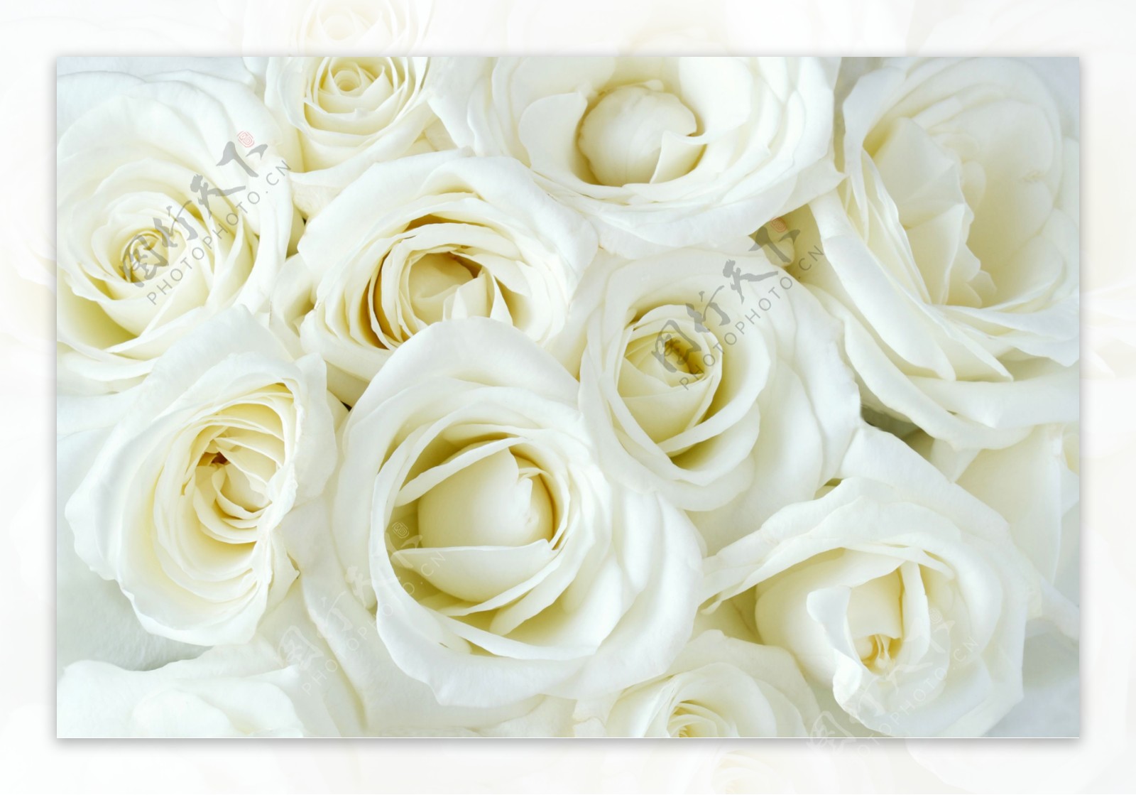 淡雅的玫瑰花图片