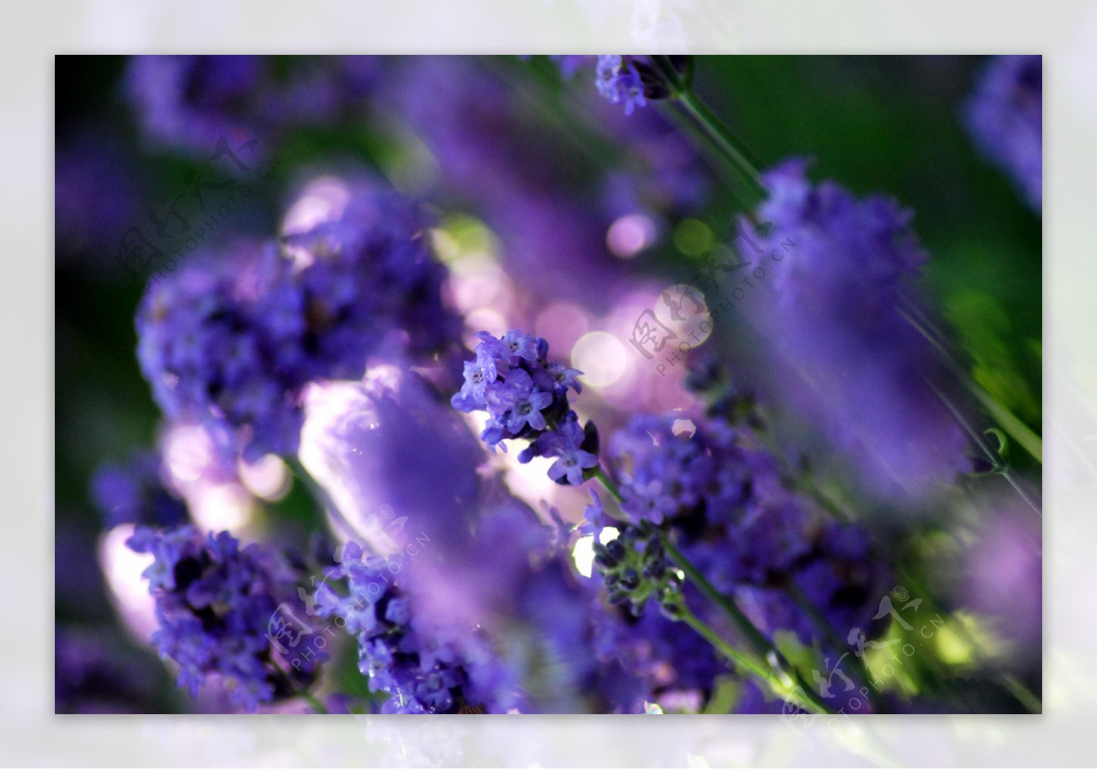 梦幻紫色鲜花图片