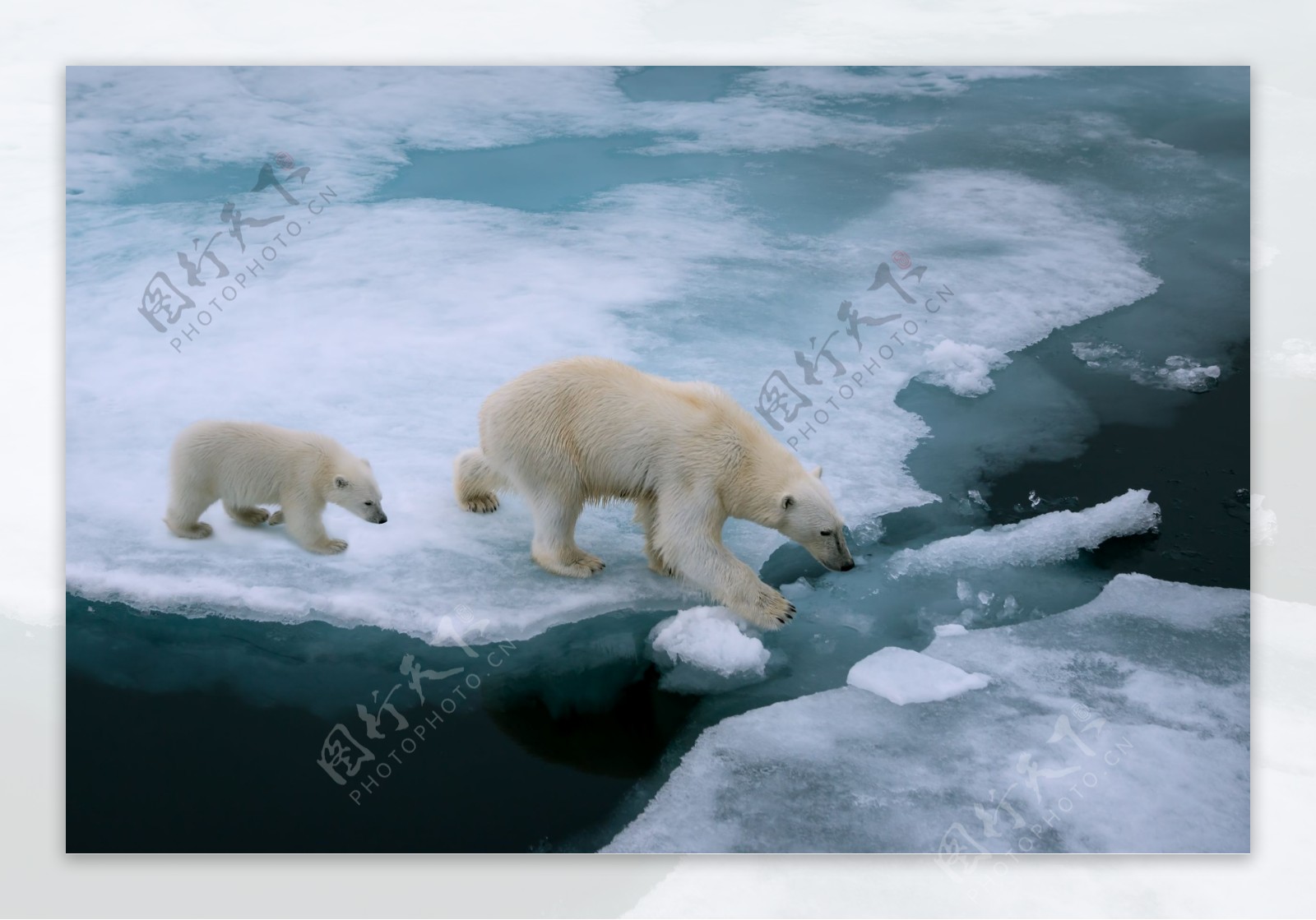 白色的北极熊图片