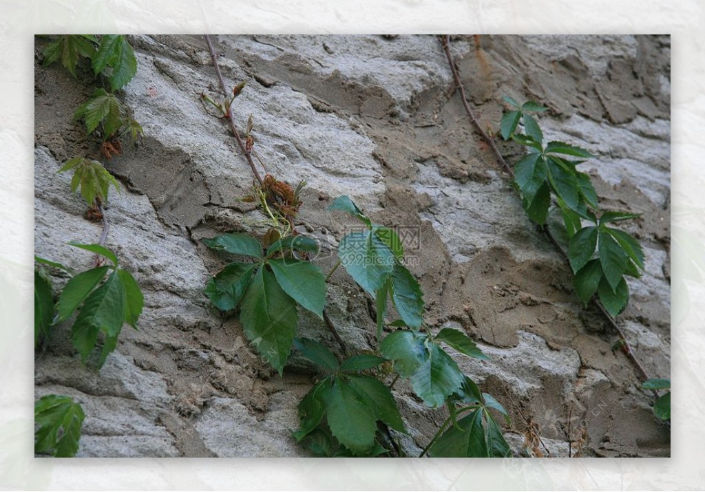 墙壁上的绿色葡萄树