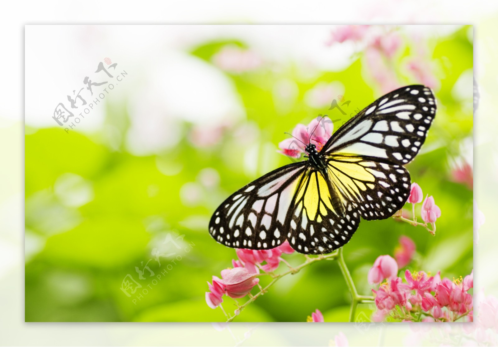 蝴蝶和小花图片