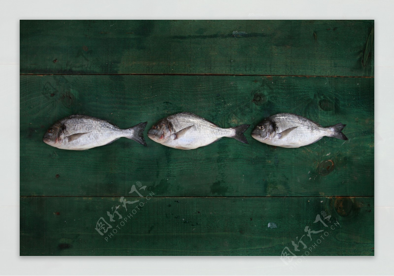 三条心形的鱼图片