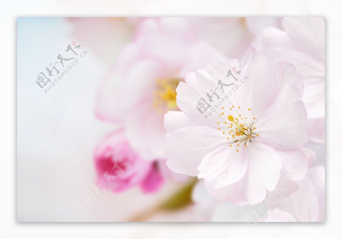 纯洁的樱花图片