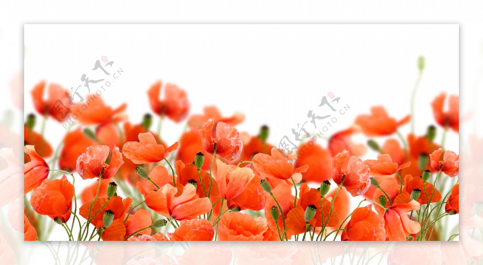 罂粟鲜花摄影图片