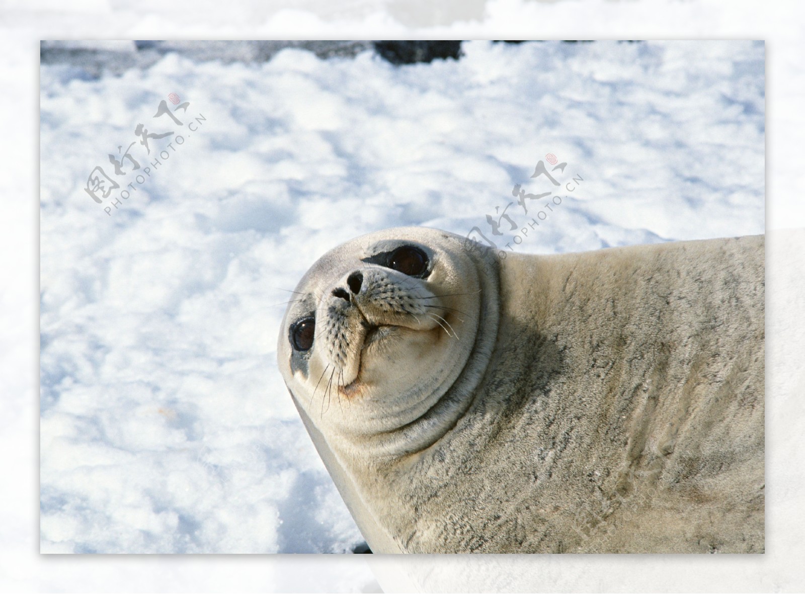 雪地上的海狮图片