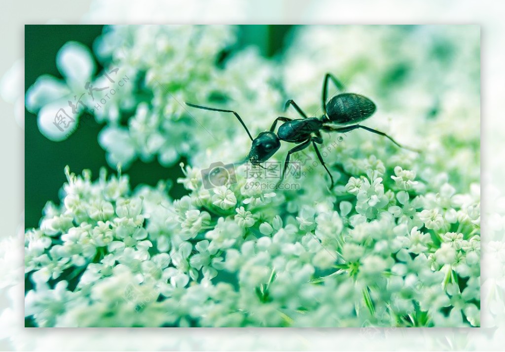 花卉昆虫宏小特写臭虫蚂蚁