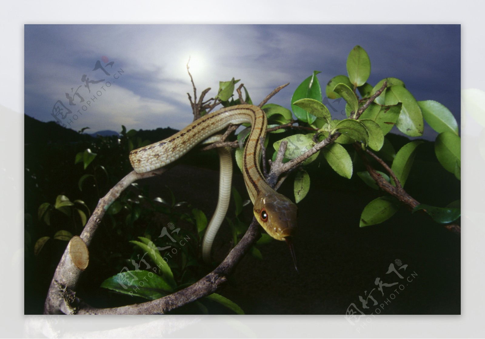 树枝上的蛇图片