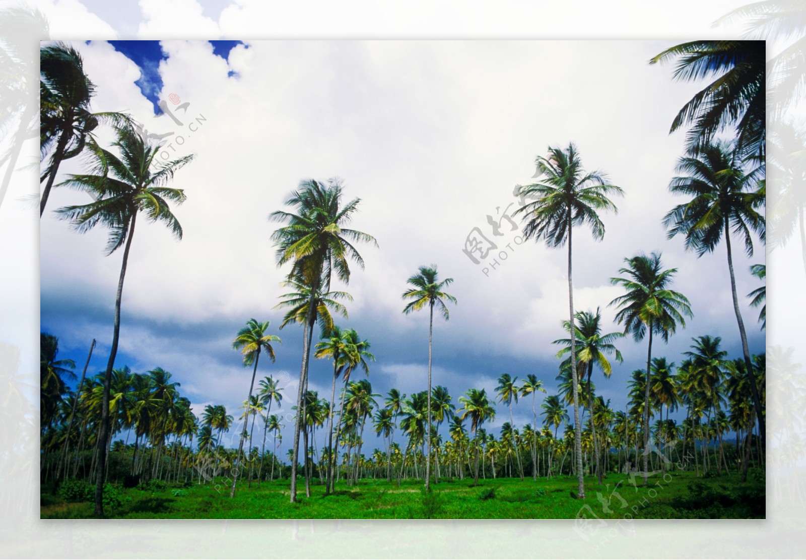 海边茂密的椰子树林图片