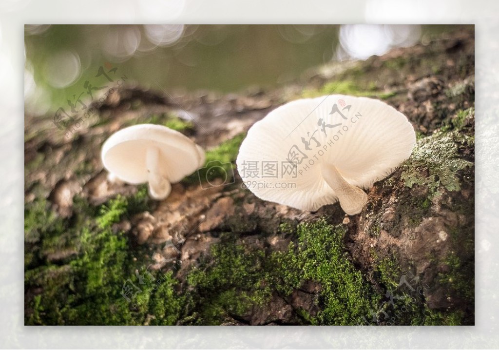 白蘑菇布朗斯通形成