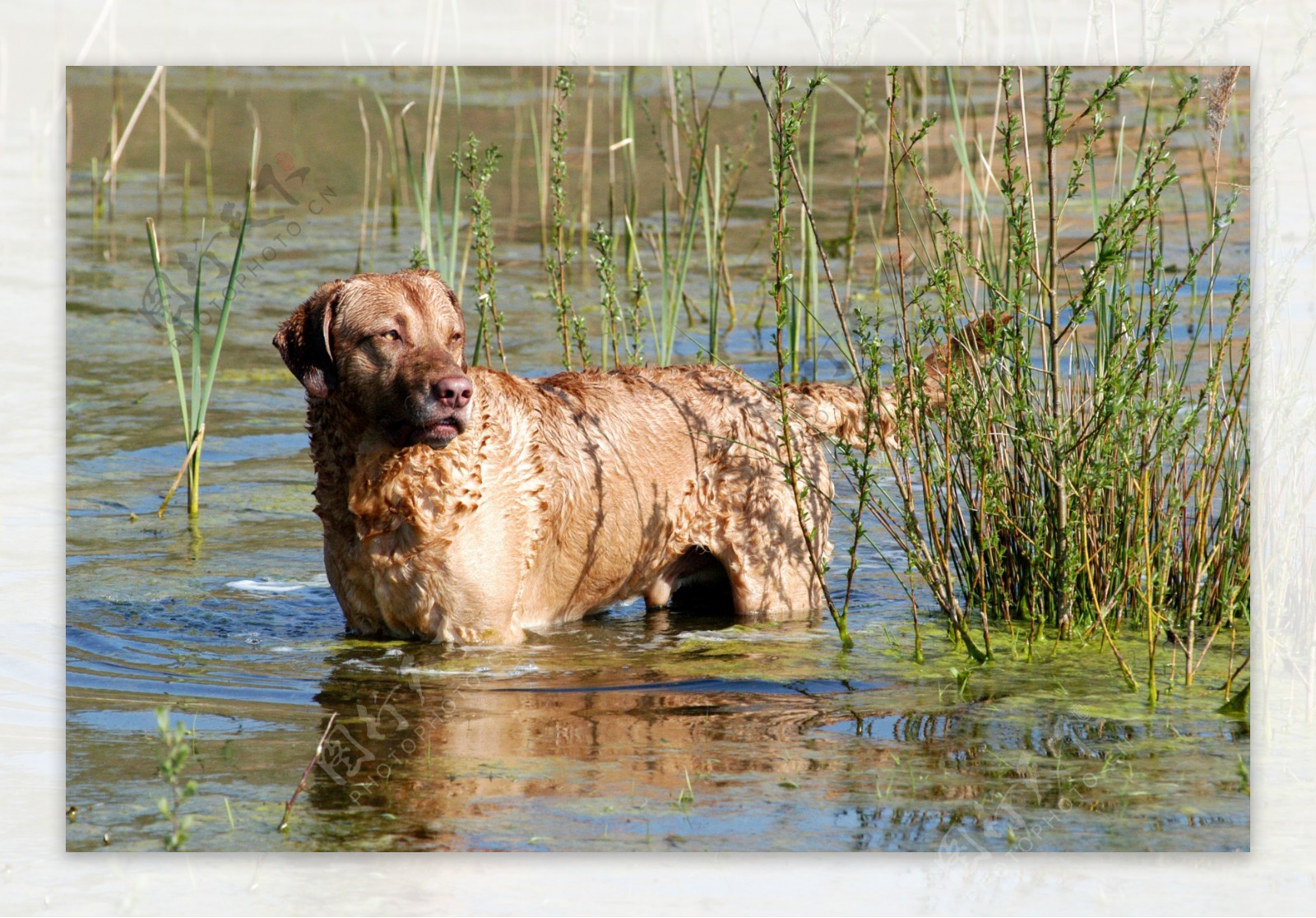站在水中的宠物狗图片