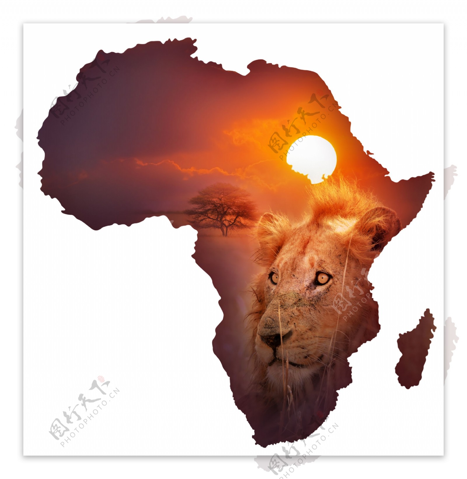 非洲地图与狮子图片